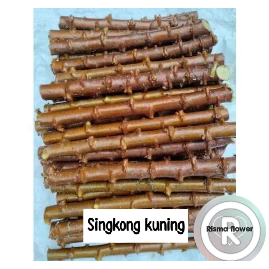 PAKET 10 BATANG SINGKONG KUNING ±25 CM SIAP TANAM / POHON BATANG UMBI SINGKONG - TANAMAN POHON SINGK