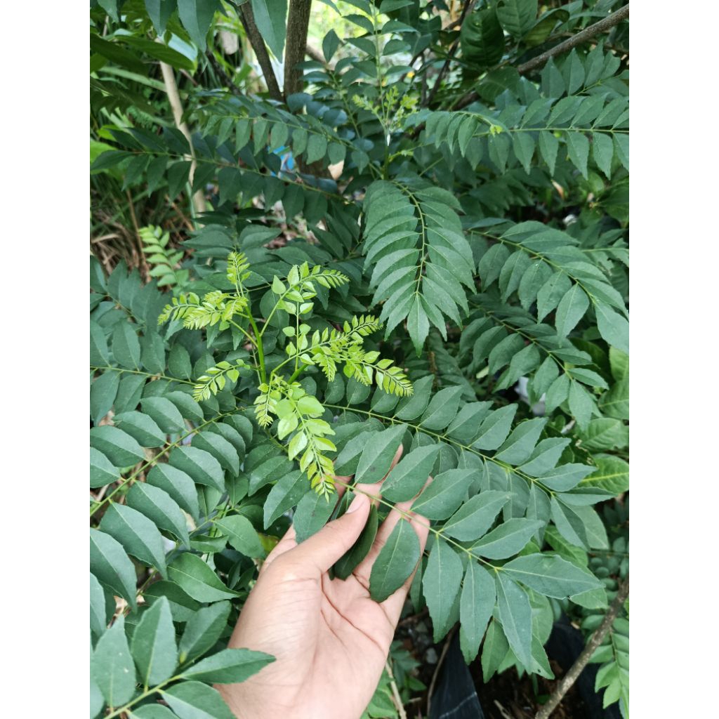 

Daun kari fresh rempah herbal spesial bahan pokok masakan