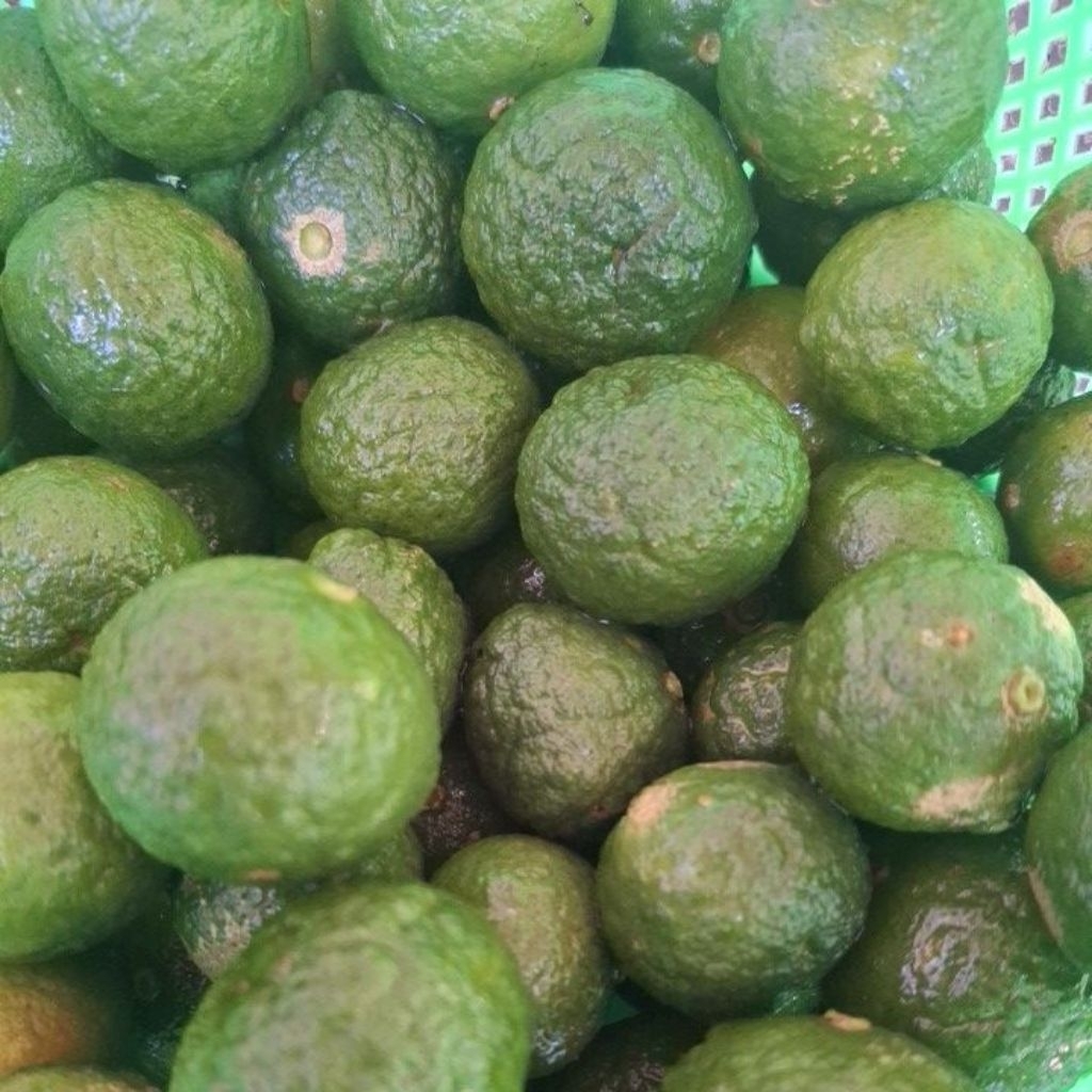 

JERUK SAMBAL / JERUK LIMAU