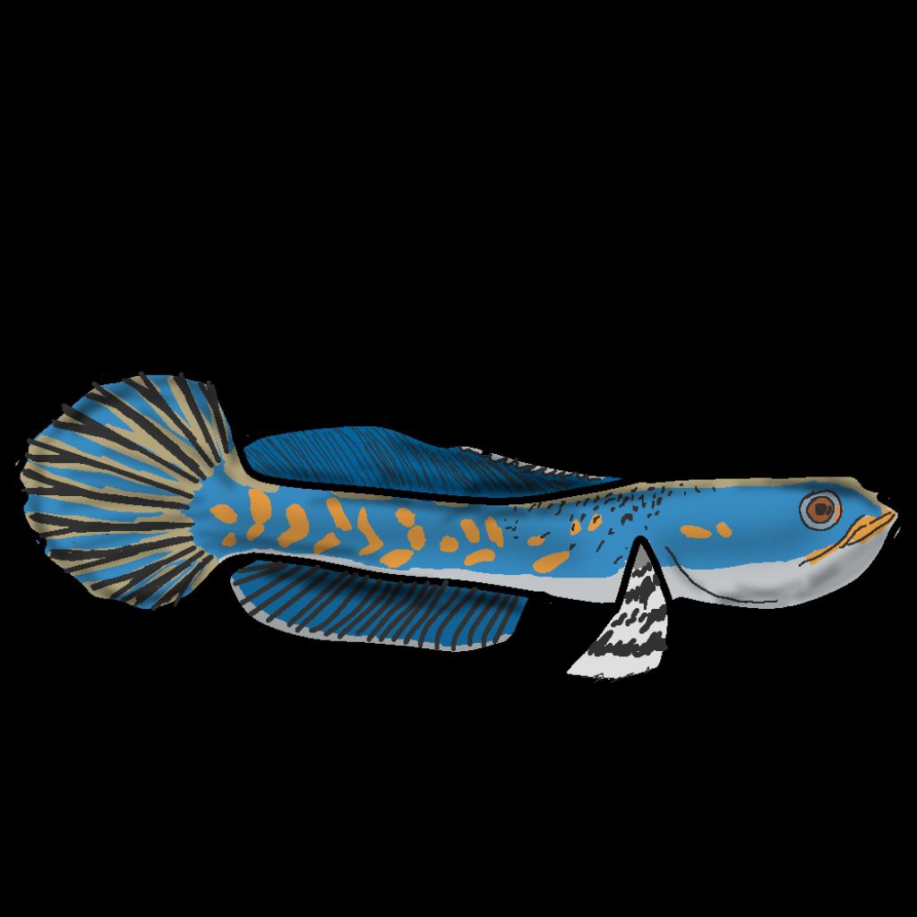 ekstrak daun Ketapang blue pulcra 15-16cm berkualitas