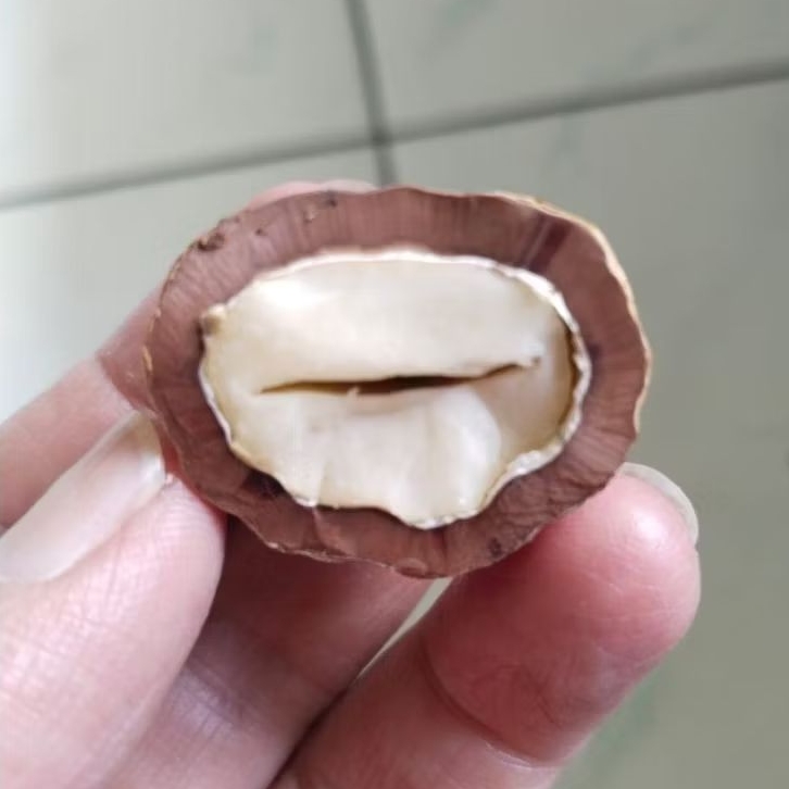 Kemiri Adu Muncang Adu Jayanti Anak Si Pait Pasangan Mewah Full Tua