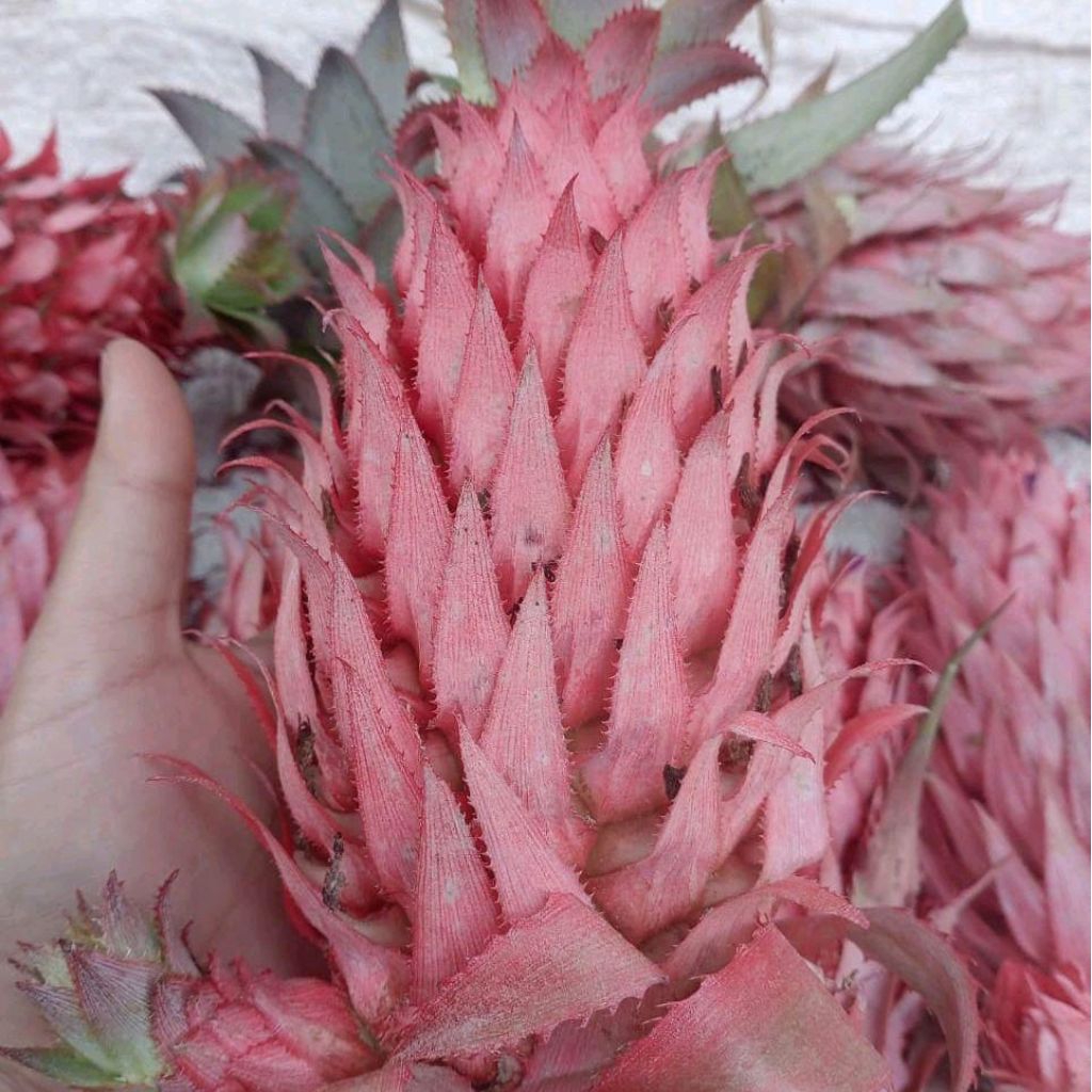 

Nanas merah muda nanas hutan per 1kg