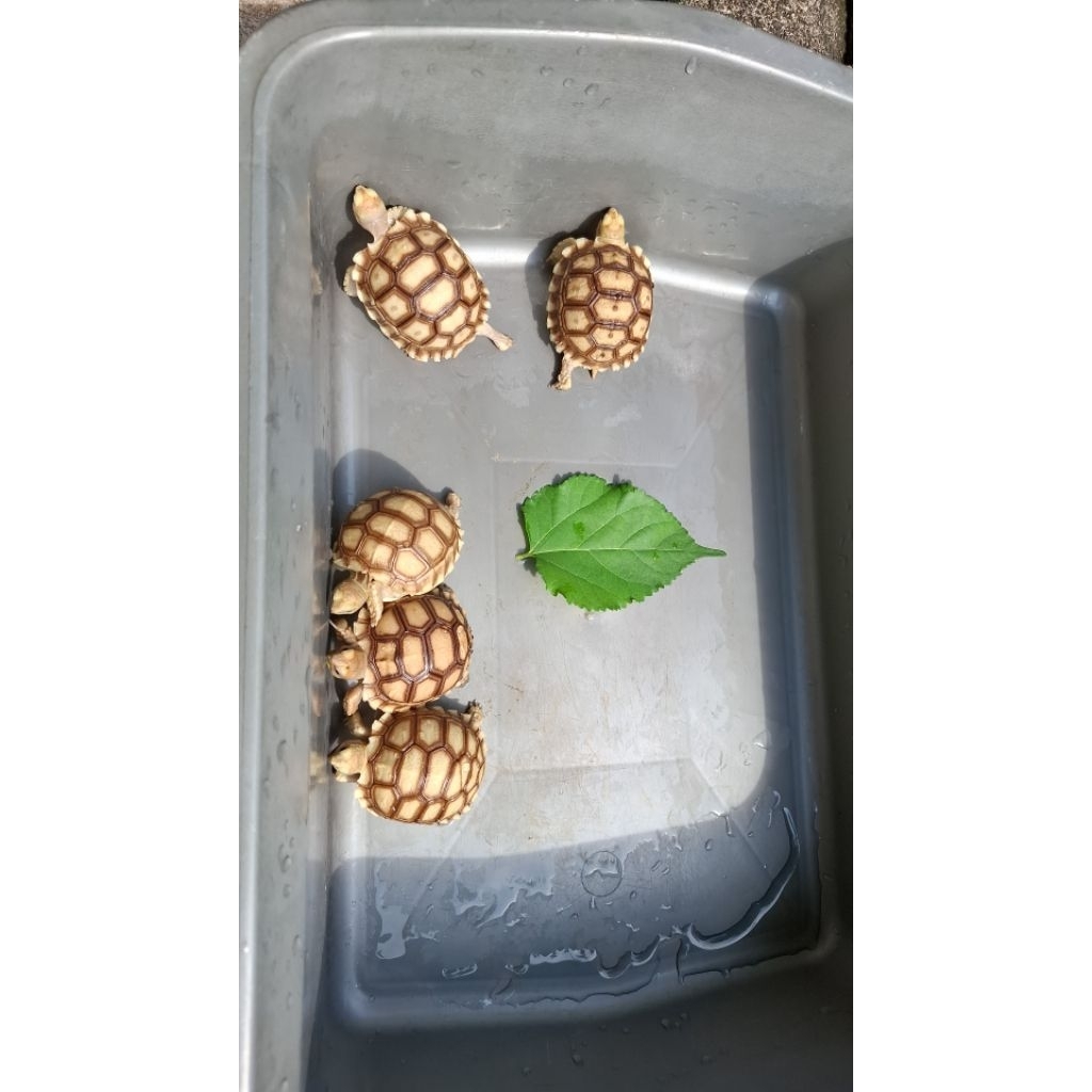 Mainan Anakan Sulcata 5-6cm