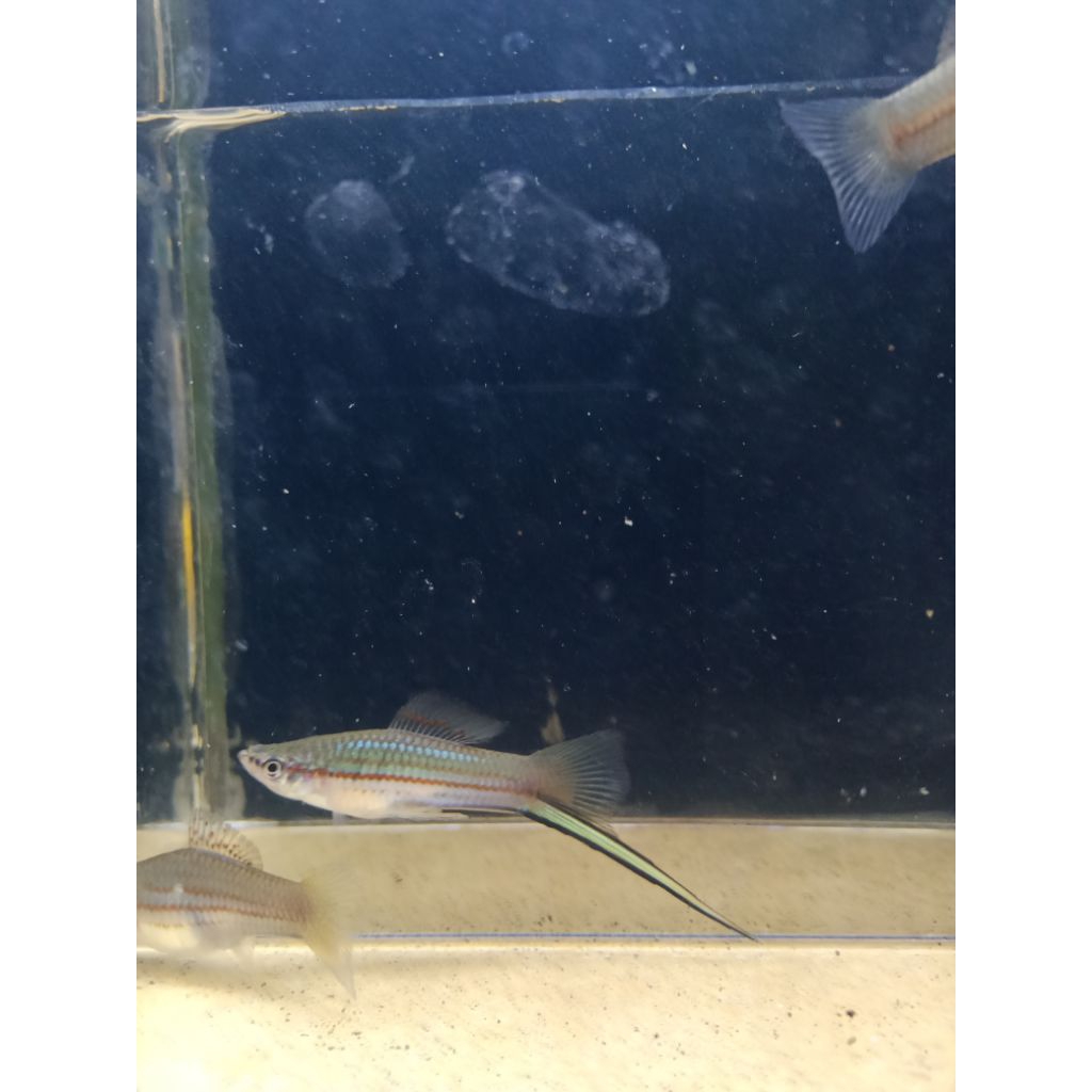 platy green swordtail