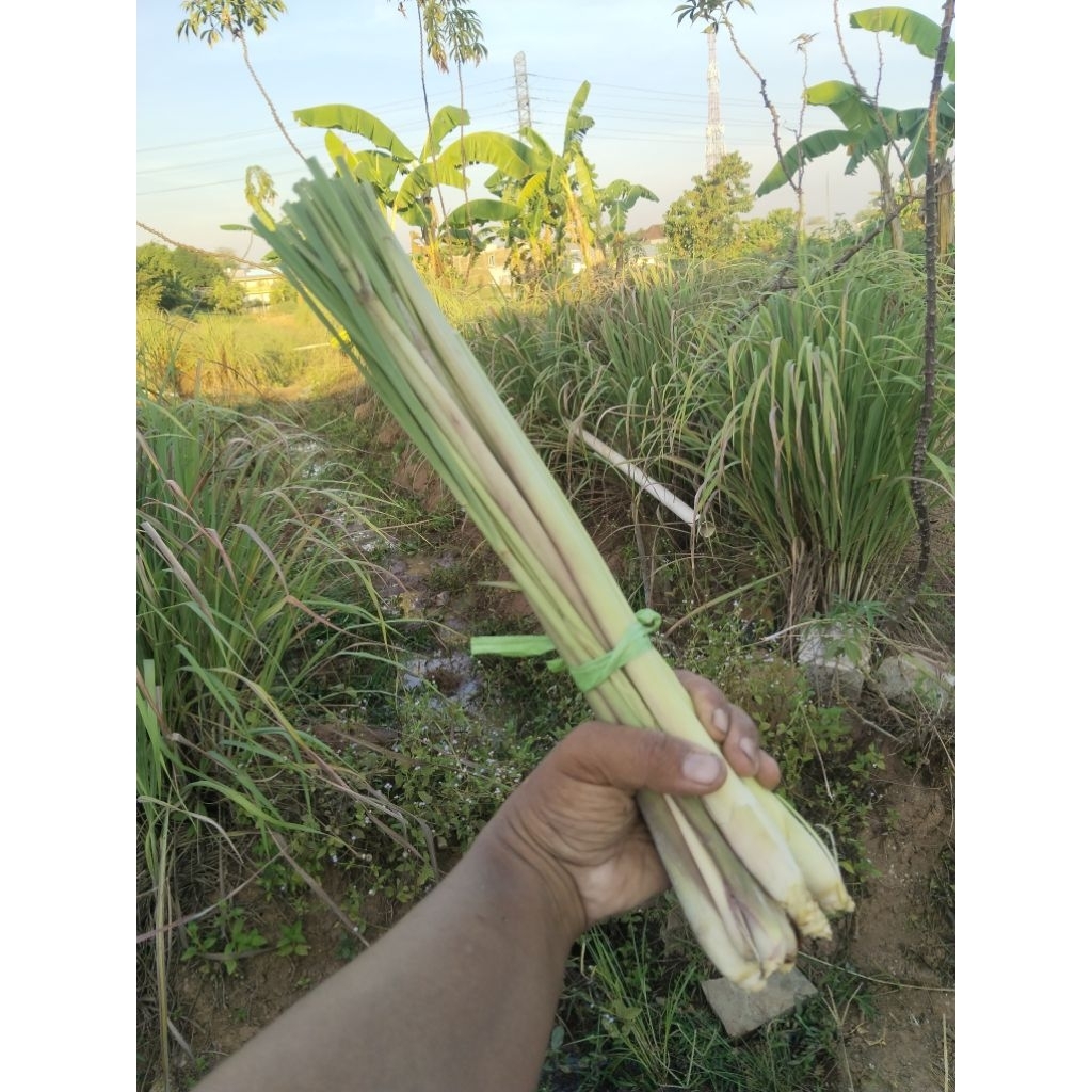 

sereh (serai) by itho dede garden