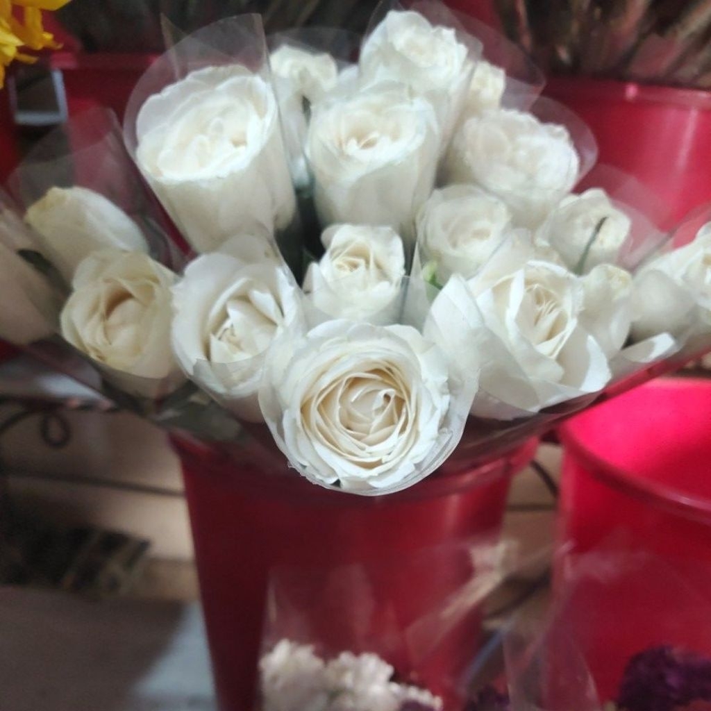 Bunga mawar putih asli