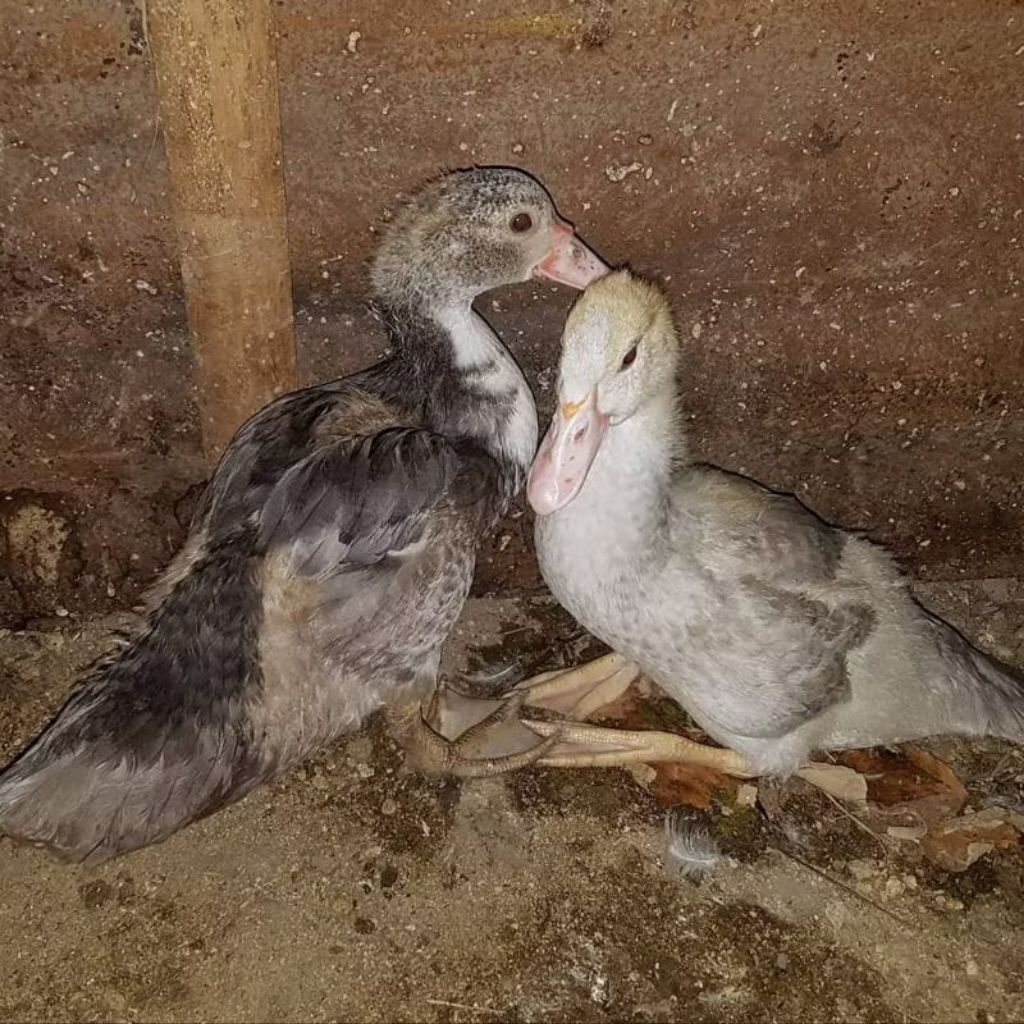 Bibit Bebek Entok Remaja - Dod Entog Mentok -Anak Bebek Entok Usia 1 s/d 4 Bulan