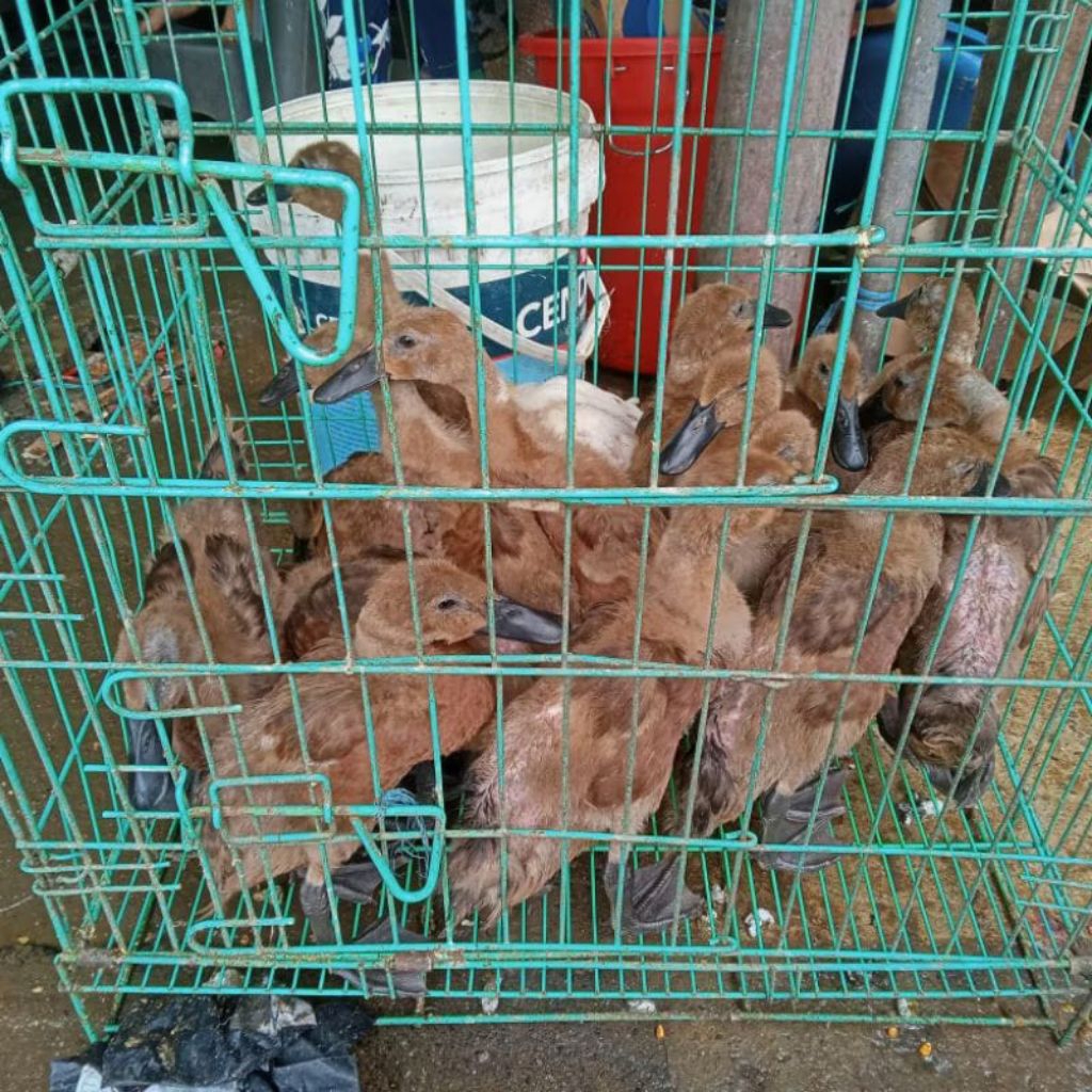 Bebek Petelur - Bibit Bebek Lokal Petelur Usia 1 s/d 2 Bulan