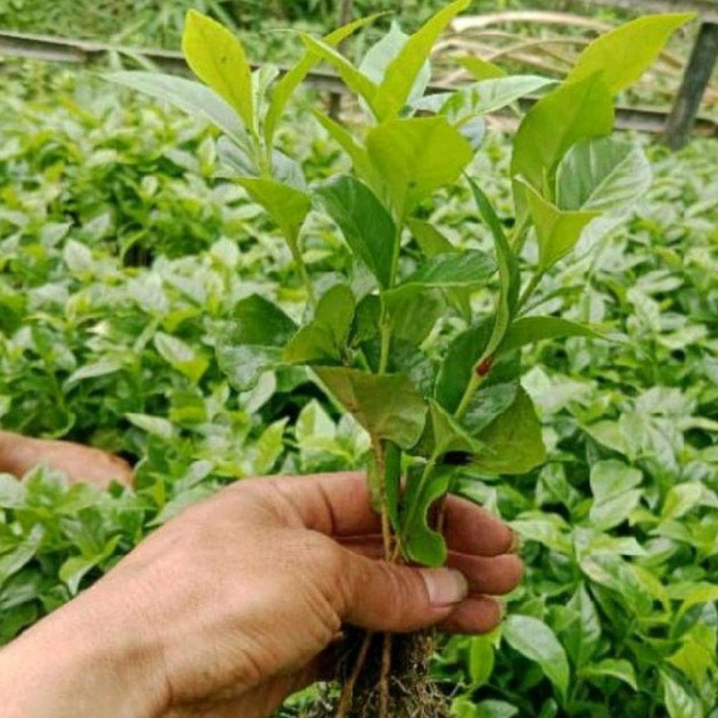 Bibit Kopi Robusta Lampung Klon Bagio Cabutan Paket 100+5 Batang tinggi 30 cm ke bawah