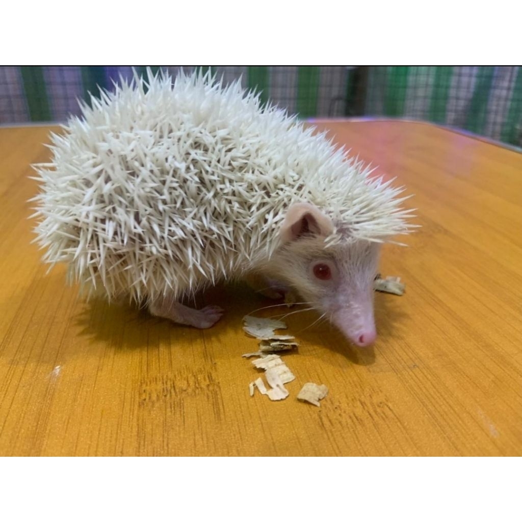 Landak Mini Grey-Albino Usia 1-3Bulan