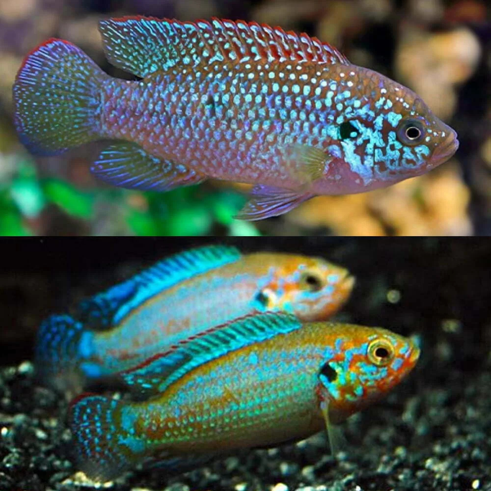 Ikan Hias Cichlid Blue Jewel / African Cichlid / Ikan Hias Air Tawar