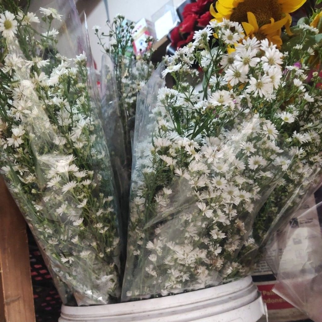 Bunga pikok putih Asli