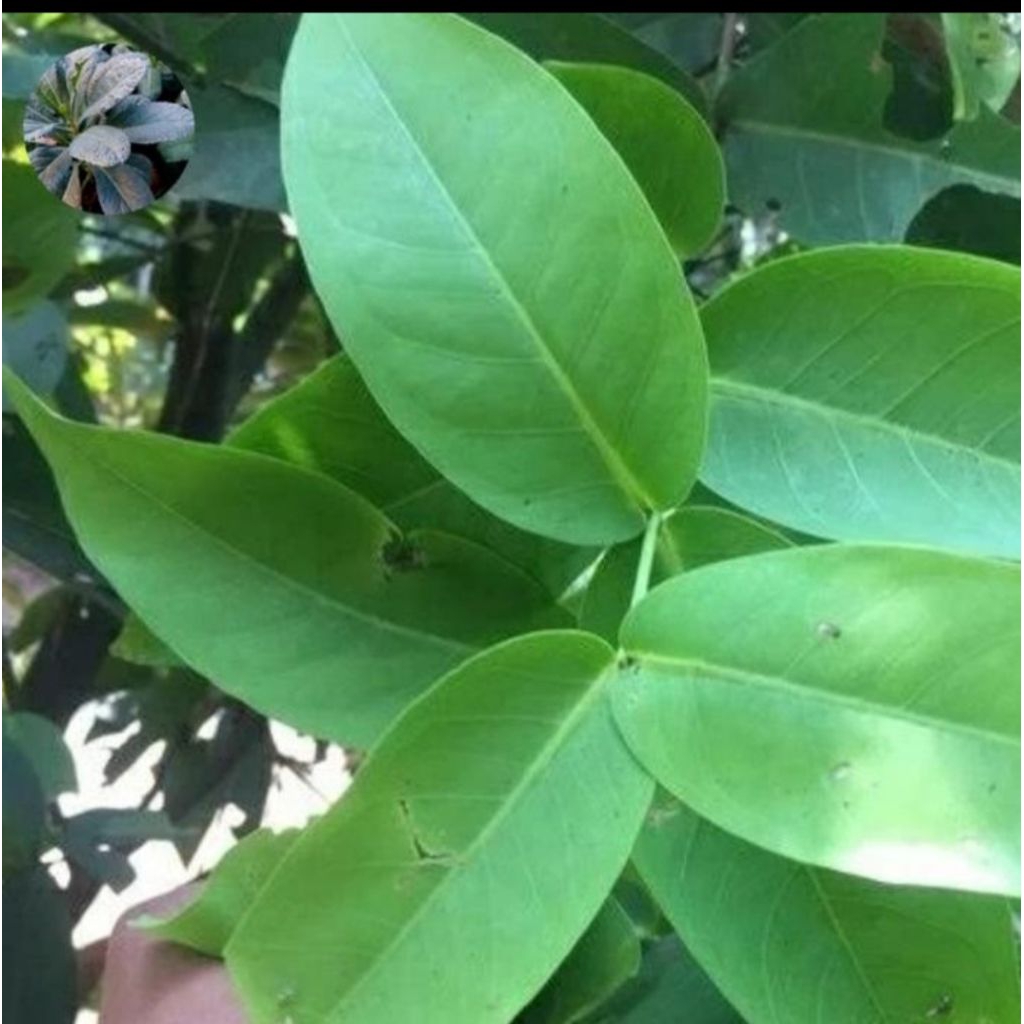 

DAUN JAMBU AIR / JAMBU BIJI SEGAR 500 GRAM