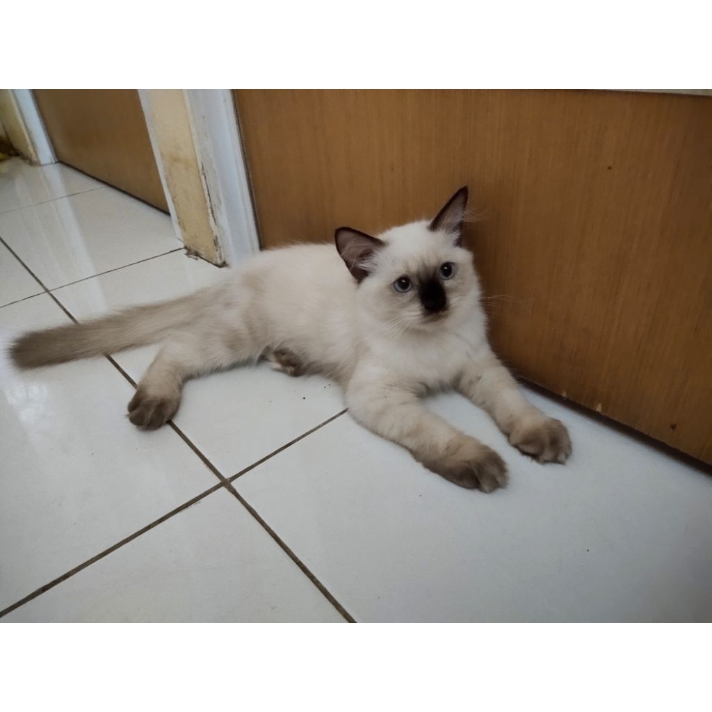 Lepas Adopsi Kucing Himalaya Kitten jantan warna putih lucu banget