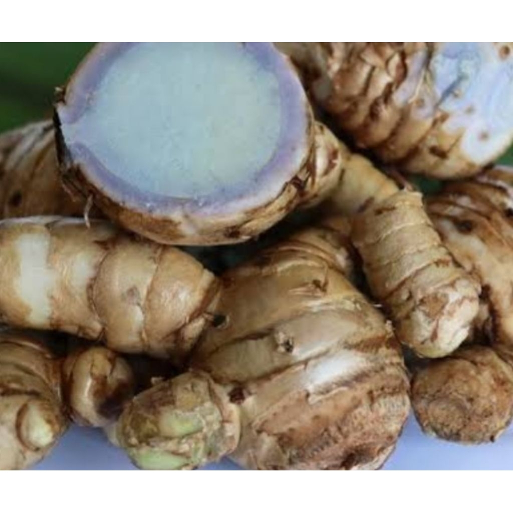 

kunyit putih / kunyit hutan 1 kg