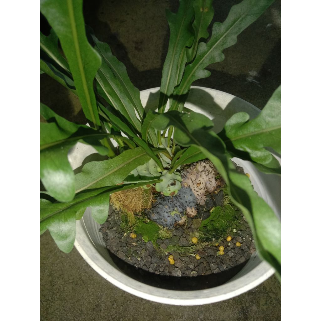 Lecanopteris spinosa