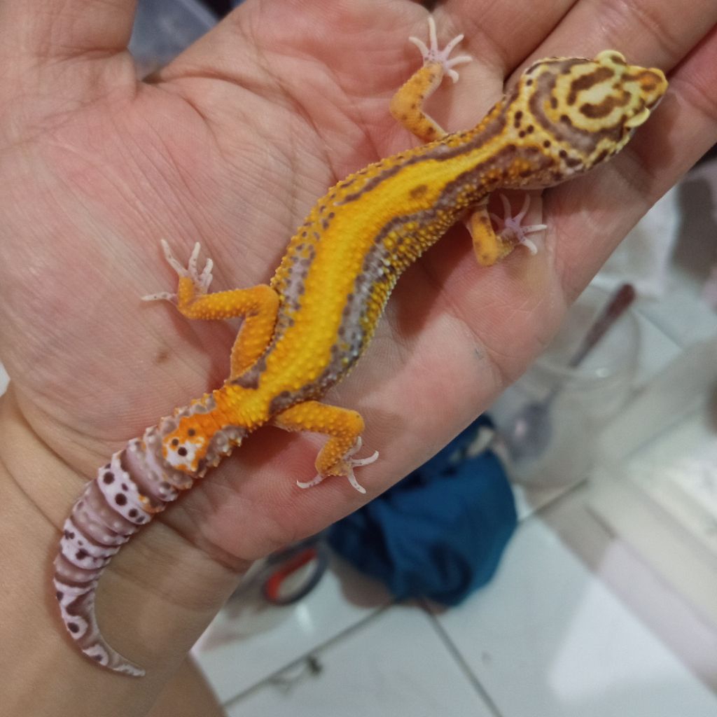 Mainan Anak Premium Gecko Leopard Bold Stripe BELL