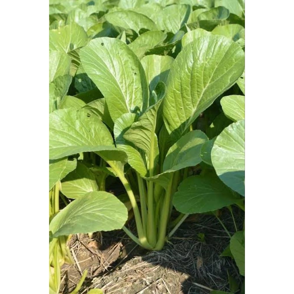 150 Biji - Benih Sawi manis atau sawi pangsit Benih Biji Sawi manis