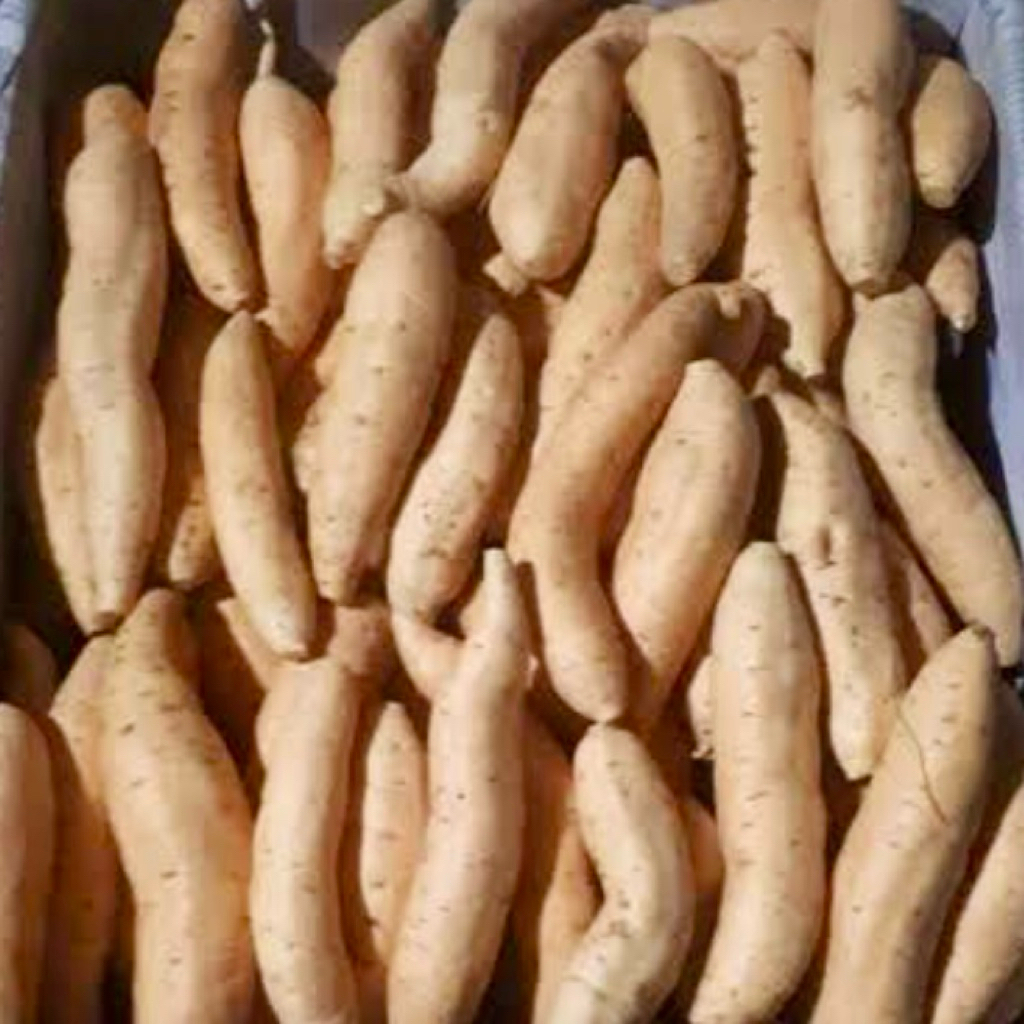 

UBI MADU CILEMBU MANIS ASLI PACET/TRAWAS MENTAH SPEK OVEN SUPER 500 GRAM