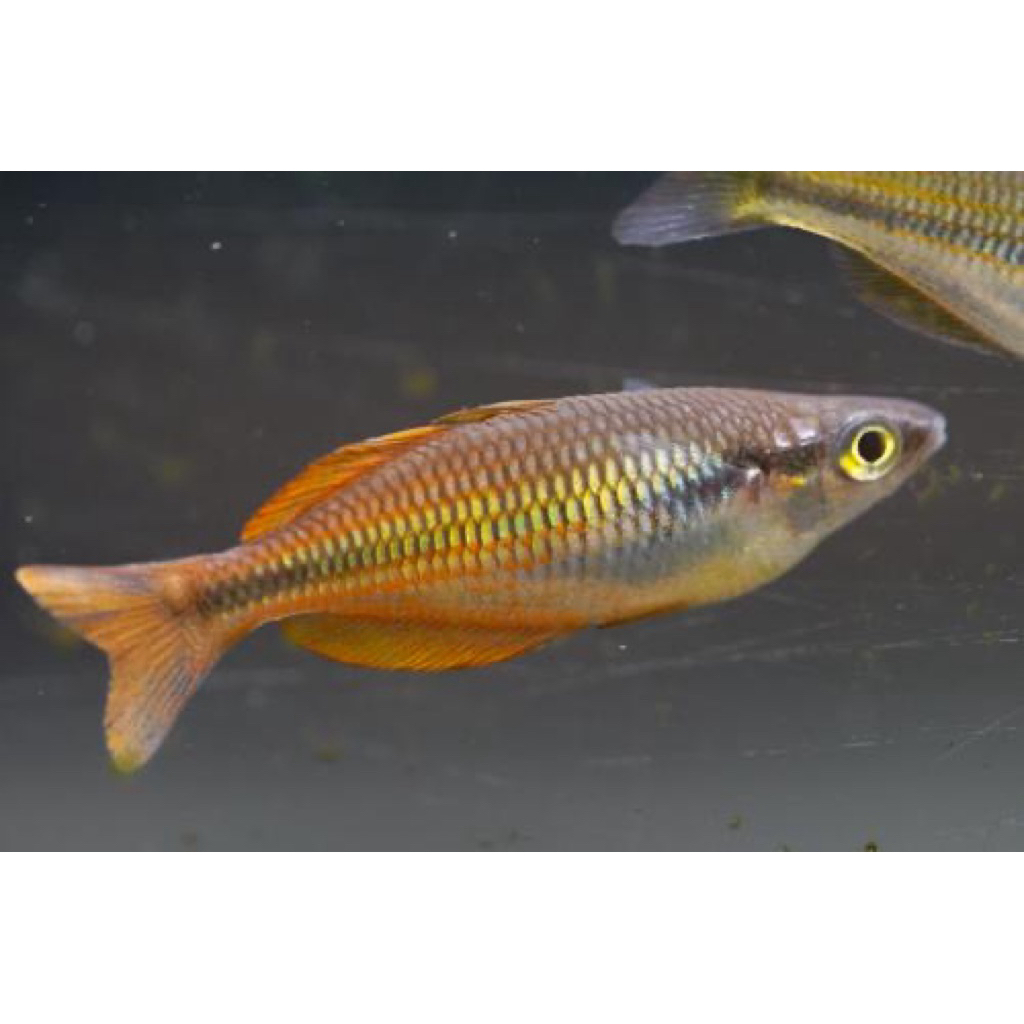 Rainbow Parva Oranye Oren ikan hias air tawar aquascape