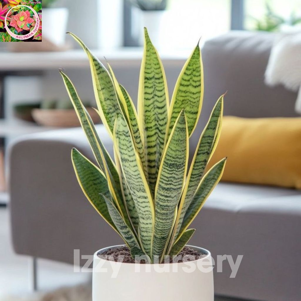 Tanaman Hias Sensivera Lidah Mertua Berkualitas Sensivera Lidah Mertua Termurah