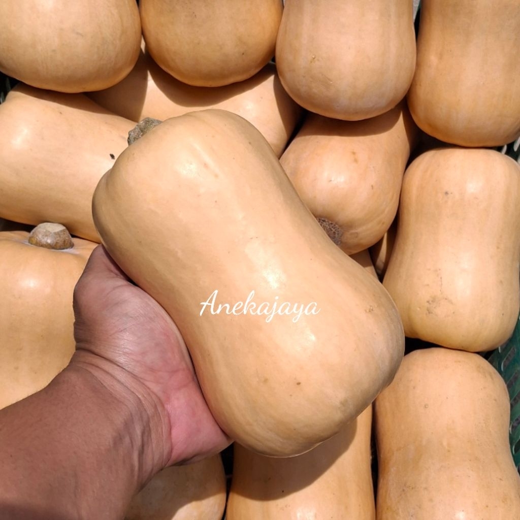 

Butternut Squash /Labu Madu Varietas Jacqueline Fresh Banyak Manfaat 1 Buah Berat 800-1000gram/1Kg