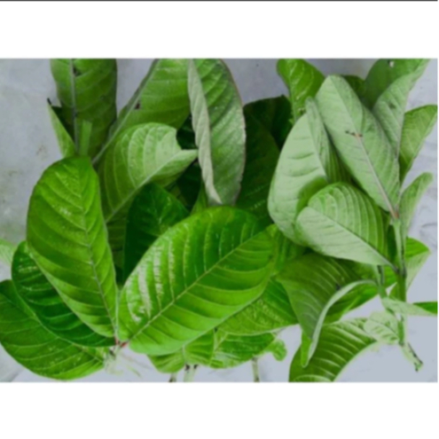 

1 Kg Daun Jambu Biji Segar/ 500 Gram Daun Biji Klutuk Segar