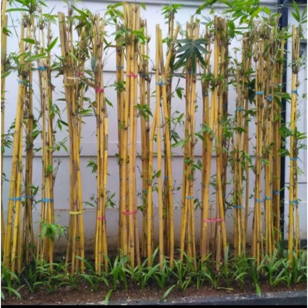 BAMBU KUNING/BAMBU PANDA