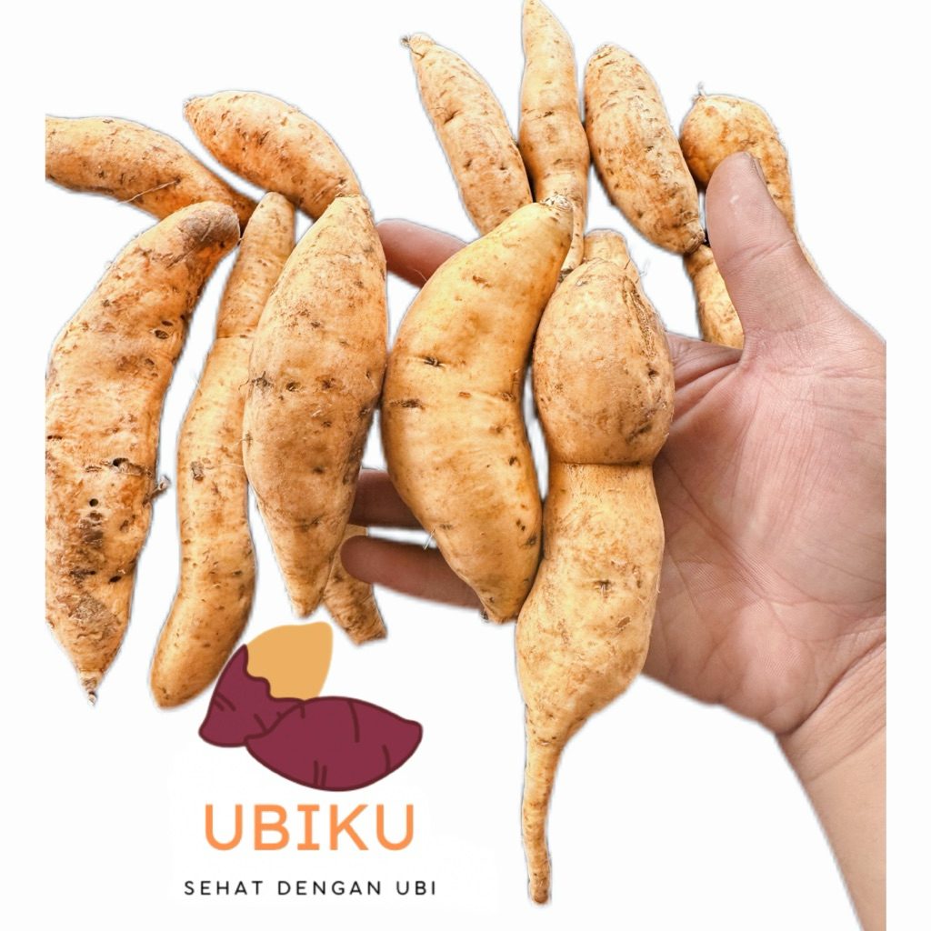 

ubi cilembu kecil (mini) isi banyak