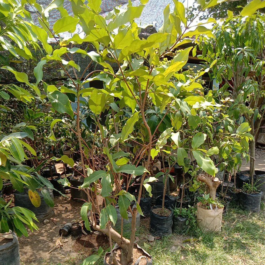 

jambu air Grand Giant