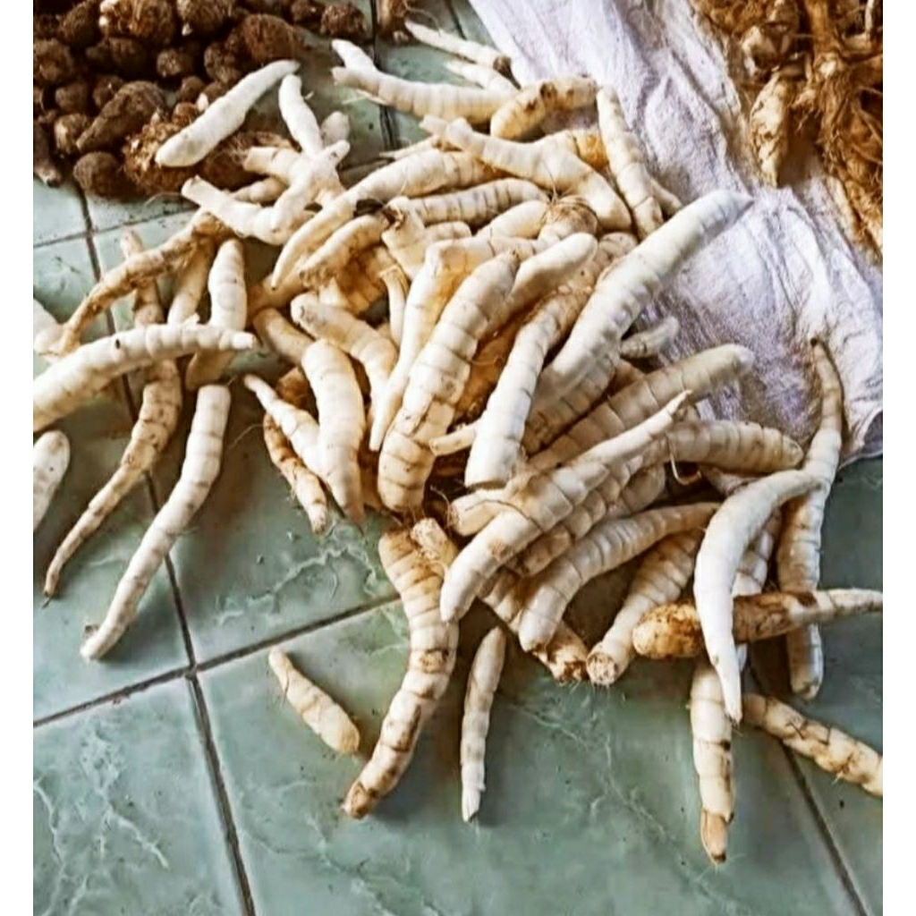 

umbi kerut / umbi garut 1kg
