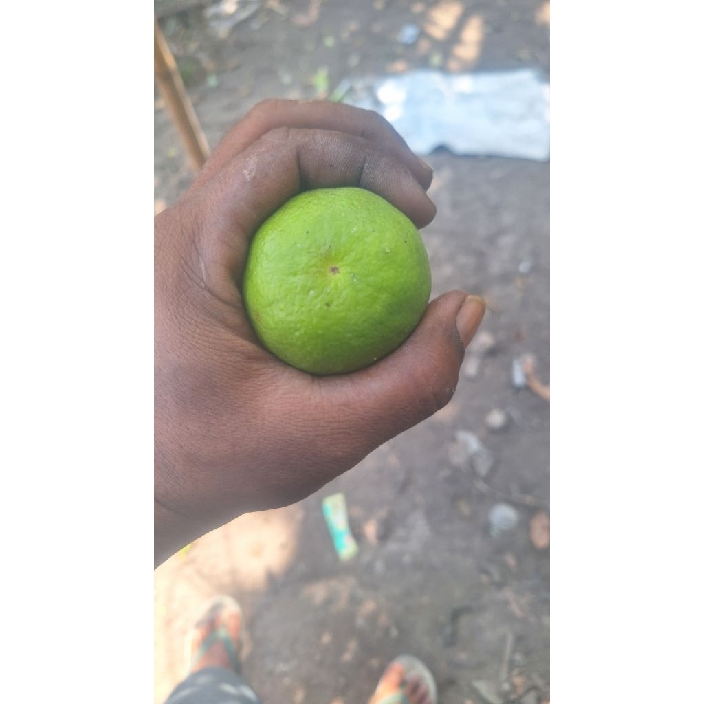 

JERUK NIPIS SEGAR KEMASAN 500G