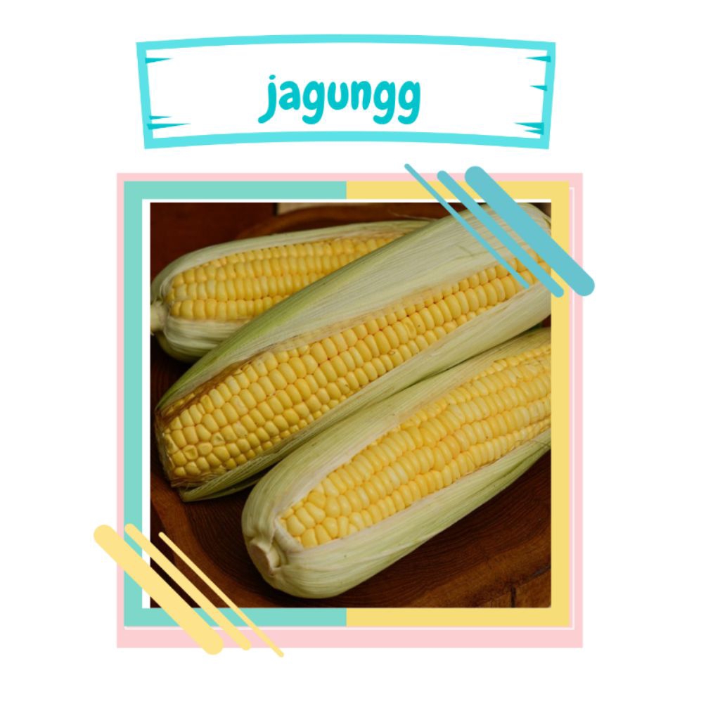 

jagung kuning perbiji