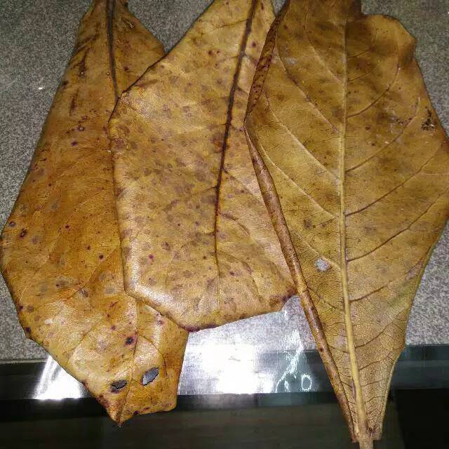 

daun katapang kering