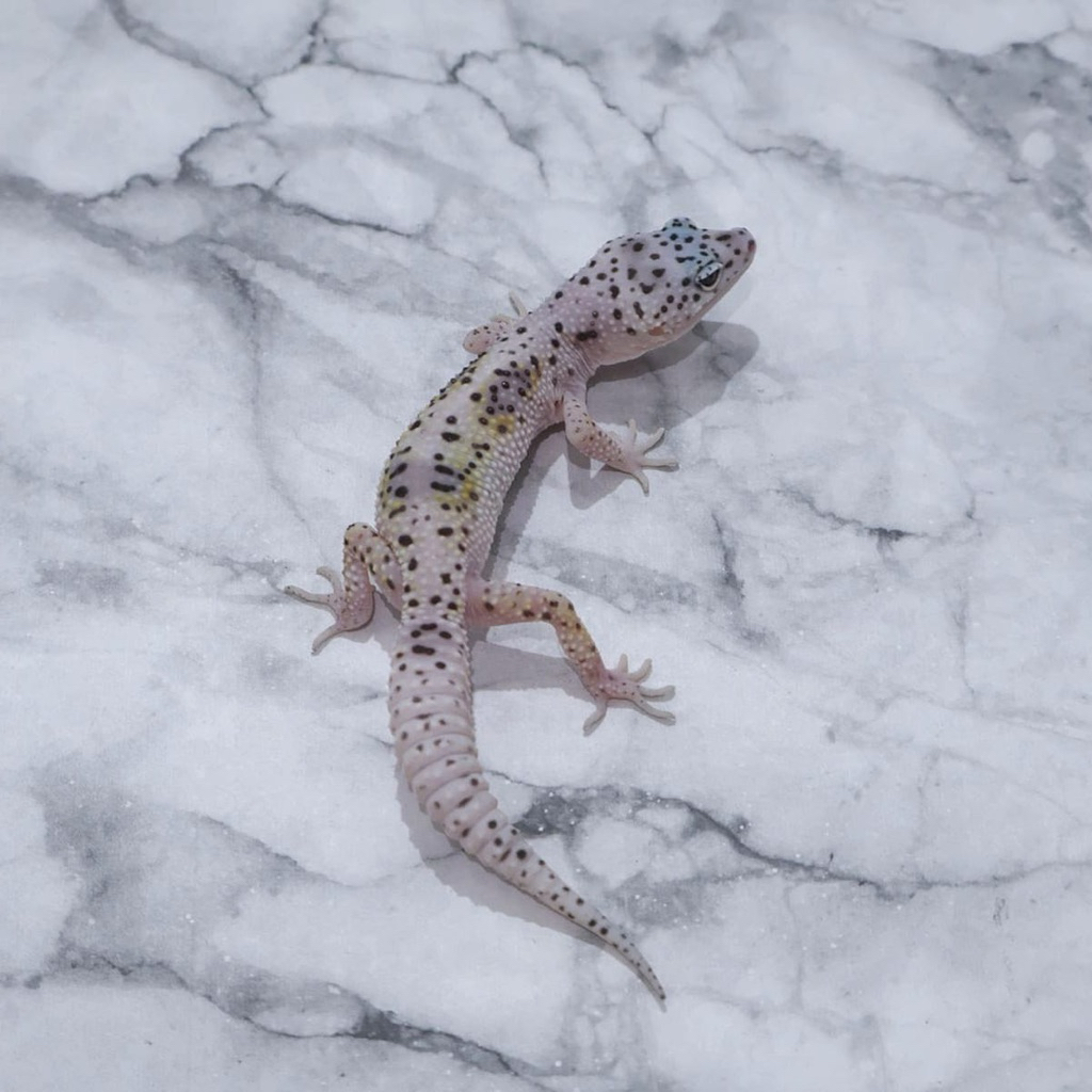 Gecko Snow Enigma