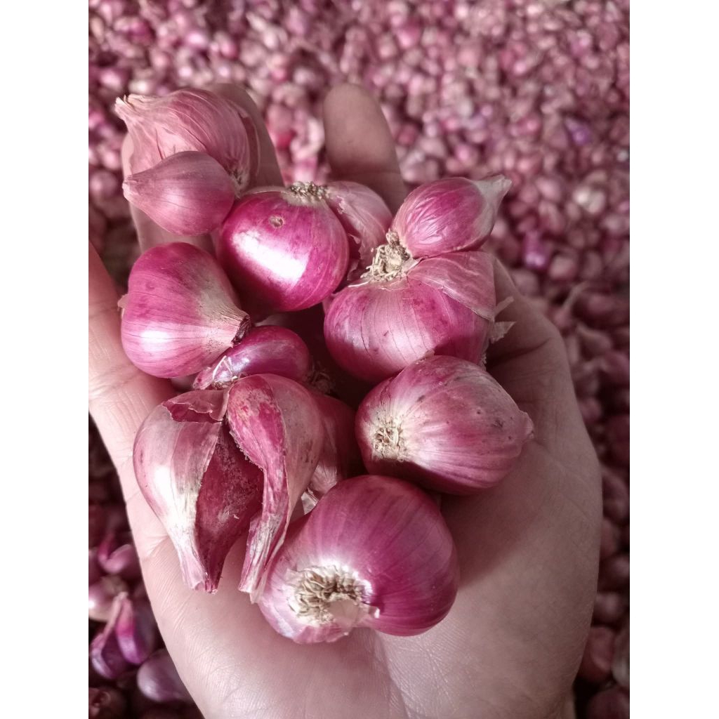 

Bawang Merah Jawa Super besar kering 1kg free Bumbu Masak