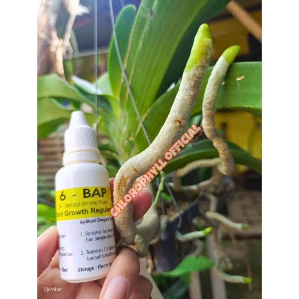 "PROMO HORMON ANGGREK 6BAP" (Perangsang Tunas & Pembungaan Anggrek)
