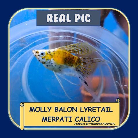 IKAN HIAS AIR TAWAR - MOLLY BALON MERPATI CALICO EKOR SABIT / MOLLY BALON GOLDEN CALICO BIG EAR EKOR