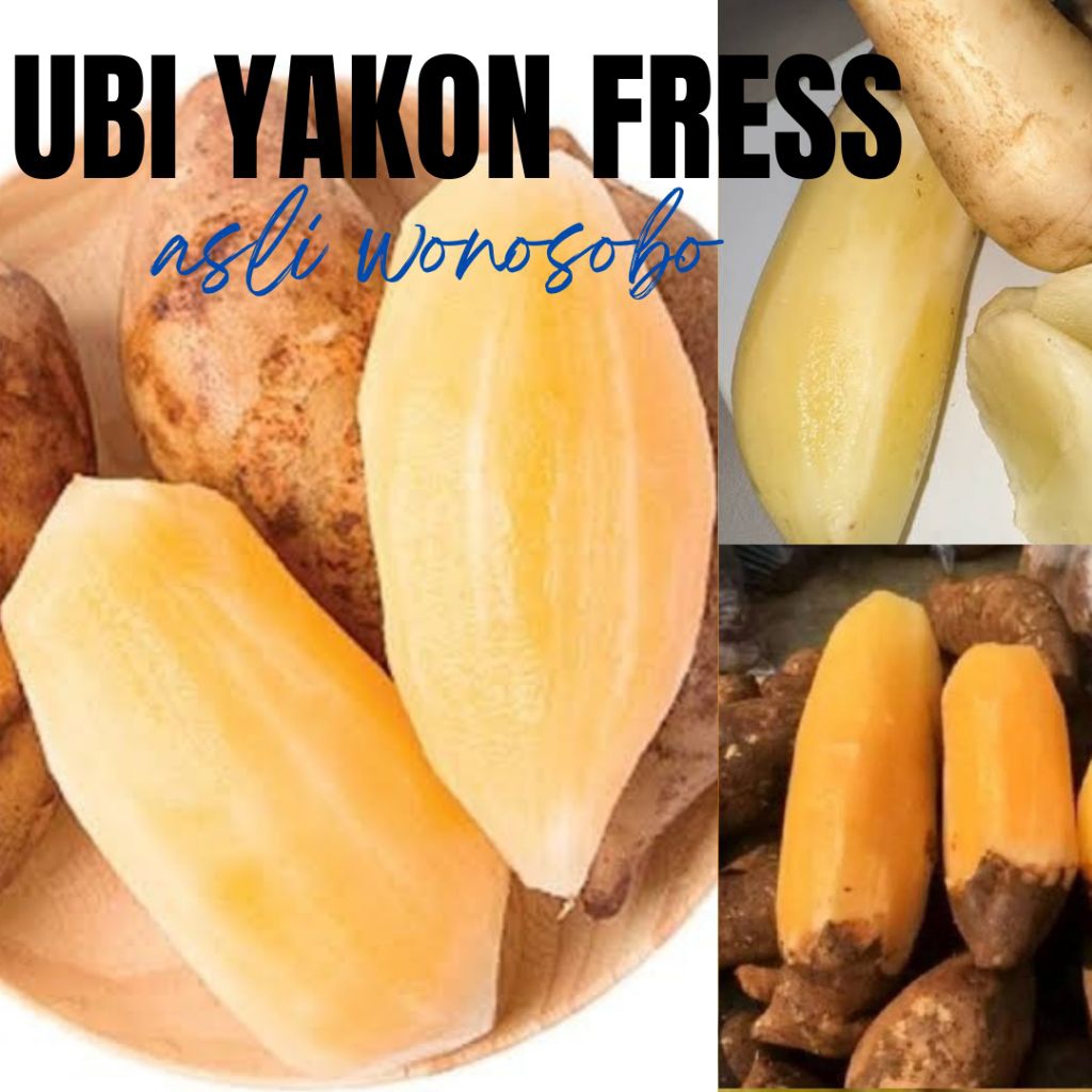 

umbi yakon 1kg segar renyah manis asli Wonosobo harga termurah