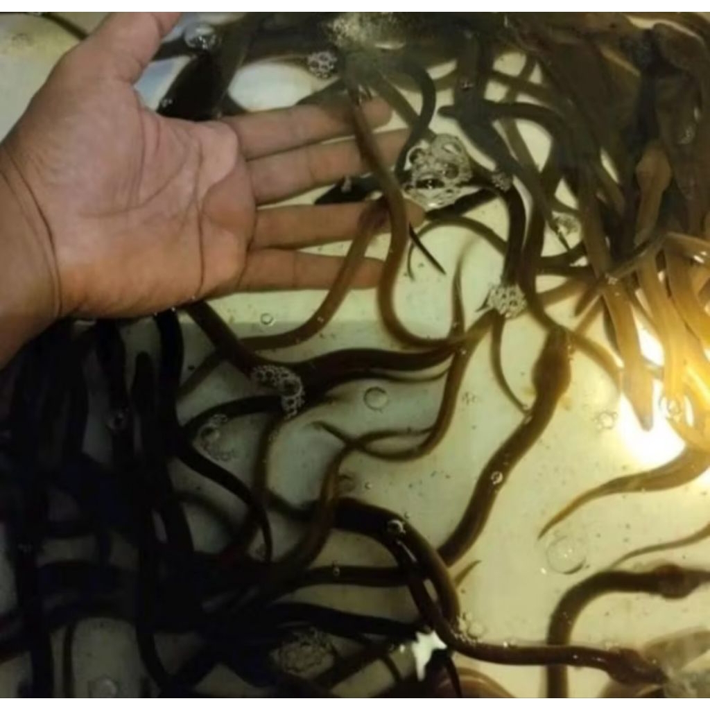 Benih ikan sidat unggul siap Budidaya - ELVER 10 Ekor