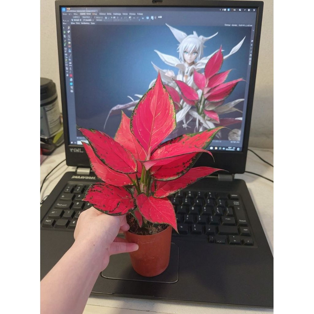 aglonema red king super merah