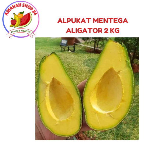 

PROMO Alpukat Mentega Aligator 1kg (isi 1pcs/2pcs)