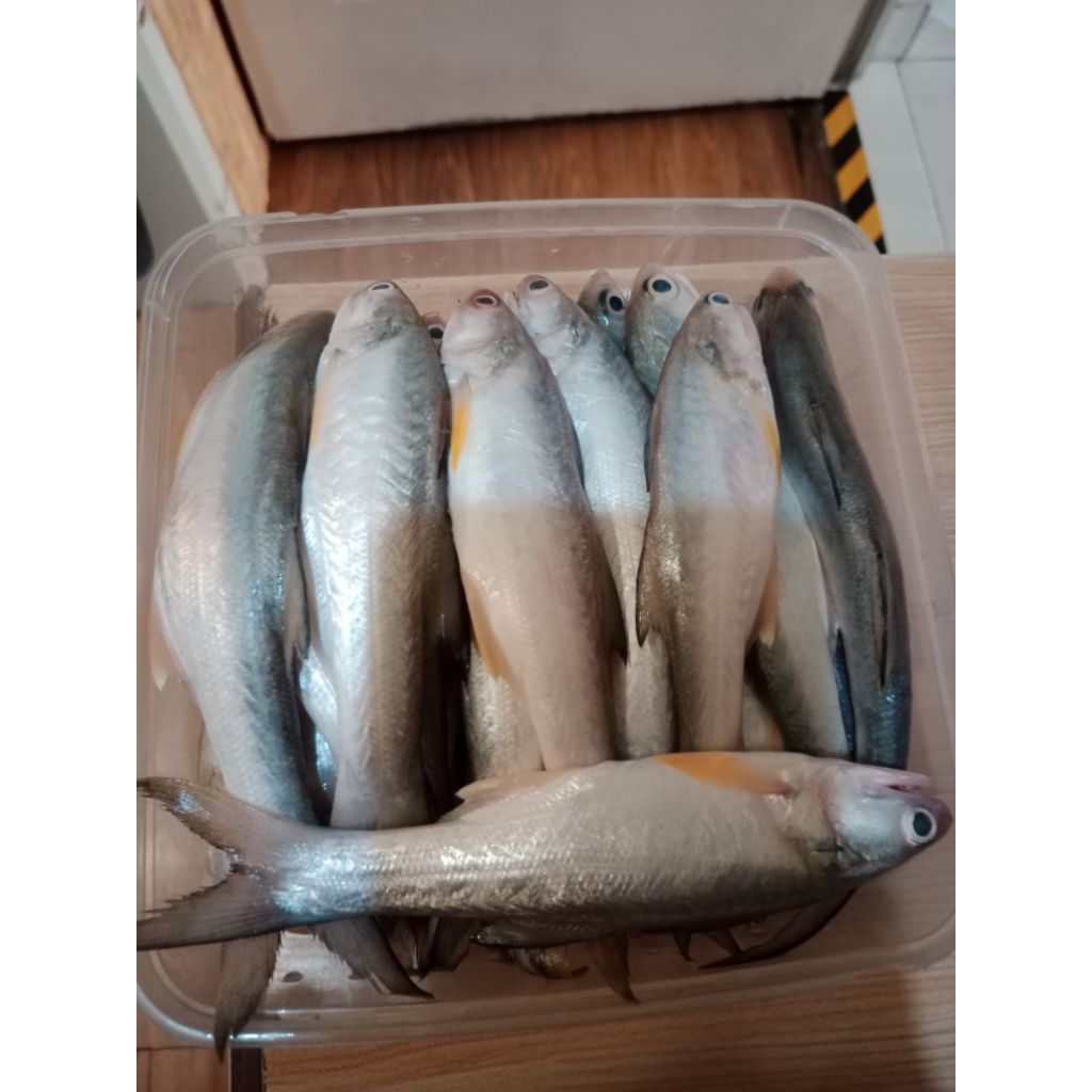 

Baby Ikan Senangin Segar