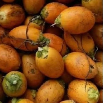 

buah pinang tua segar 1kg herbal alami obat vitalitas pria dan wanita