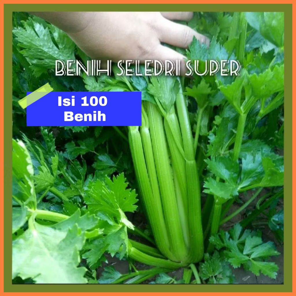 Benih Seledri Jumbo Super (100 bibit)