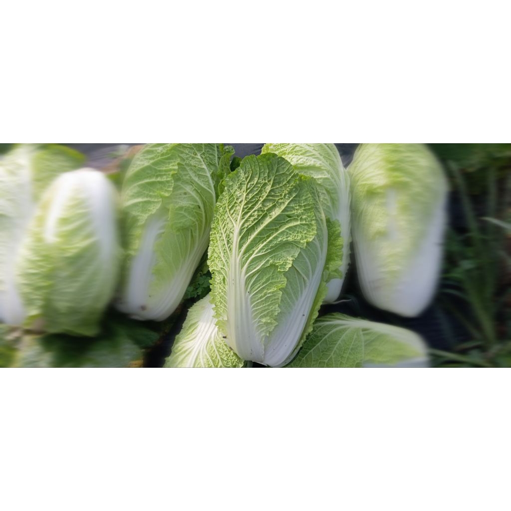 

sayuran sawi putih / pecay