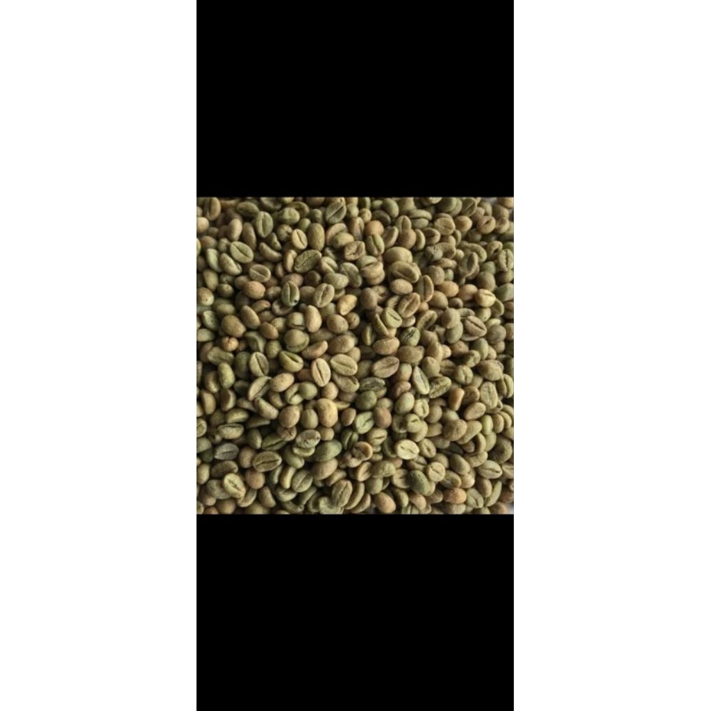 

Kopi robusta green bean fresh langsung dari petani