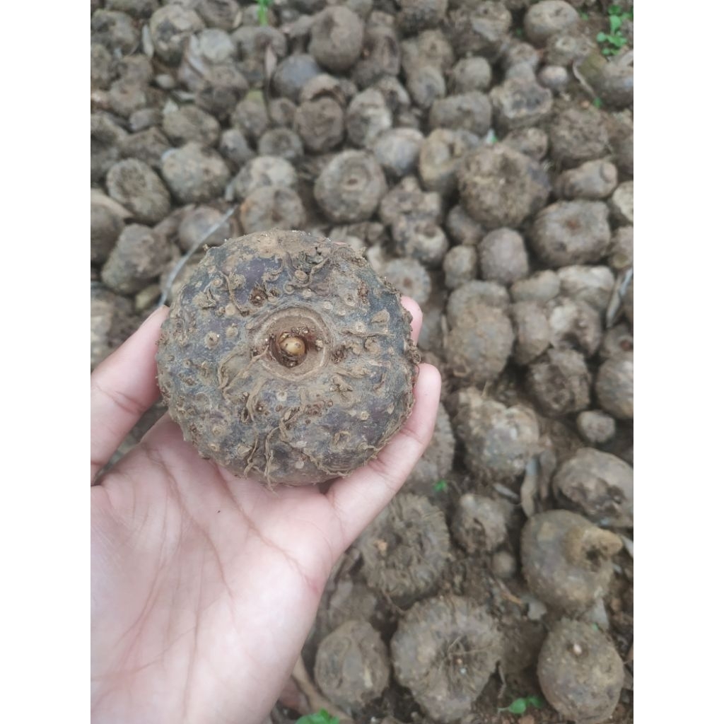 

Bibit Porang Siap Tanam