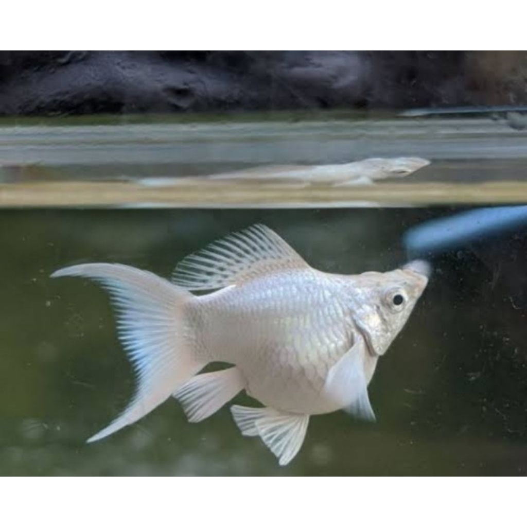 Molly Platinum Shortbody Lyretail