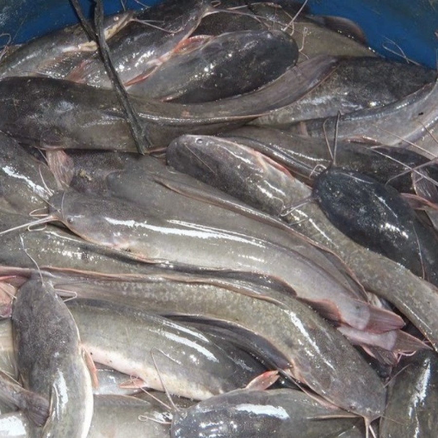 Ikan Lele Segar Khusus Instant Bandung Isi 6/7/8/9/10 Ekor per Kg